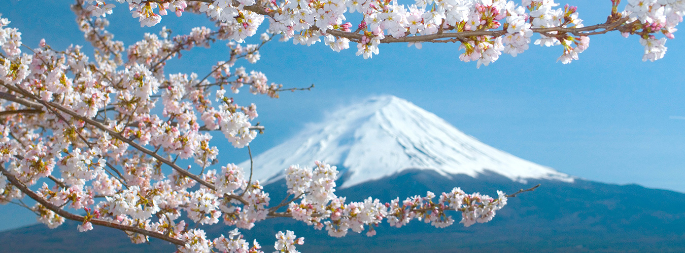 富士山と桜の写真